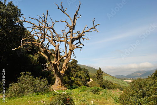 Esemplare di Phytolacca Dioica a Iglesias