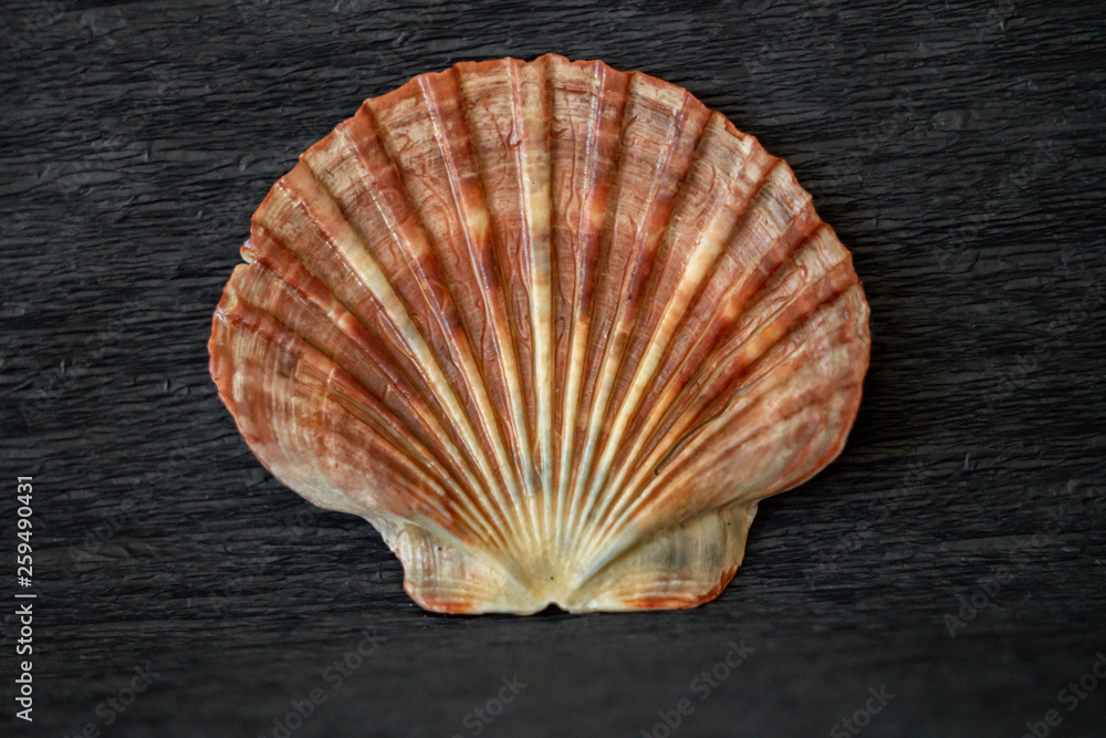 sea shell on black background