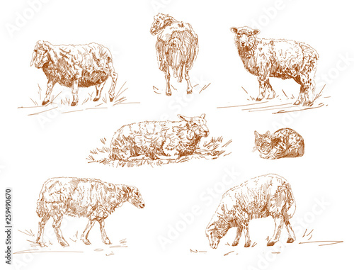 vector illustration of engraving three sheep on white background.