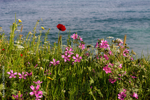Background. Grass grows and wildflowers against the sea photo