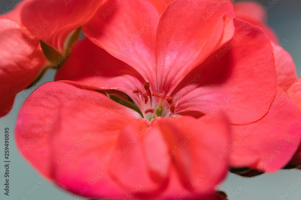 Closeup of a geranium flower on the whole field. Selective focus, for design, postcards. Closeup of a geranium flower on the whole field. Selective focus, for design, postcards.