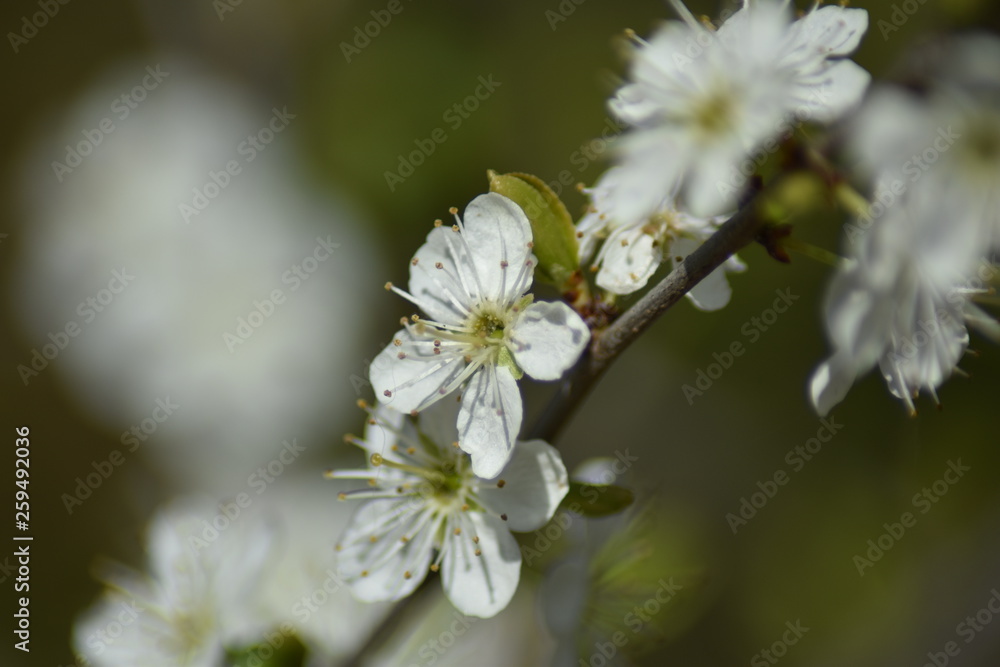Schlehdorn-Blüten (Prunus spinosa) Schlehdorn-Blüten (Prunus spinosa)