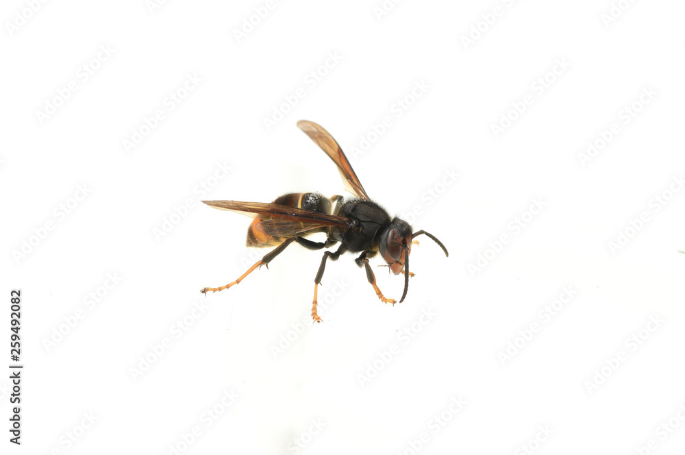 Naklejka premium asian hornet on a white background