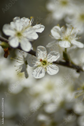 Schlehdorn-Blüten (Prunus spinosa)