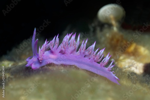 Violet Sea slug (Flabellina affinis) Sithonia, Chalkidiki, also Halkidiki, Aegean, Mediterranean, Greece, Europe photo