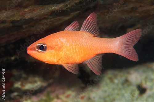 Cardinalfish (Apogon imberbis), Sithonia, Chalkidiki, also Halkidiki, Aegean, Mediterranean, Greece, Europe photo