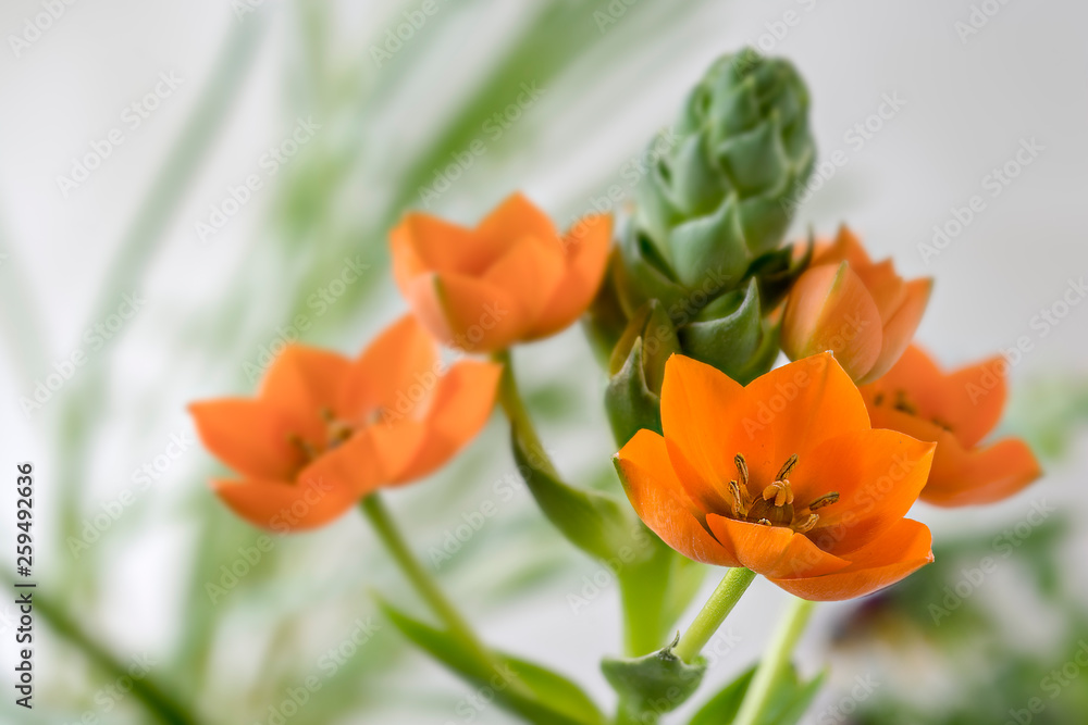 Orangefarbener Milchstern Orangefarbener Milchstern