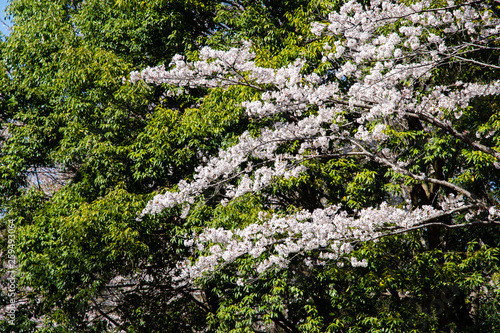 桜と緑の葉（日本・千葉県鎌ケ谷市・貝柄山公園）