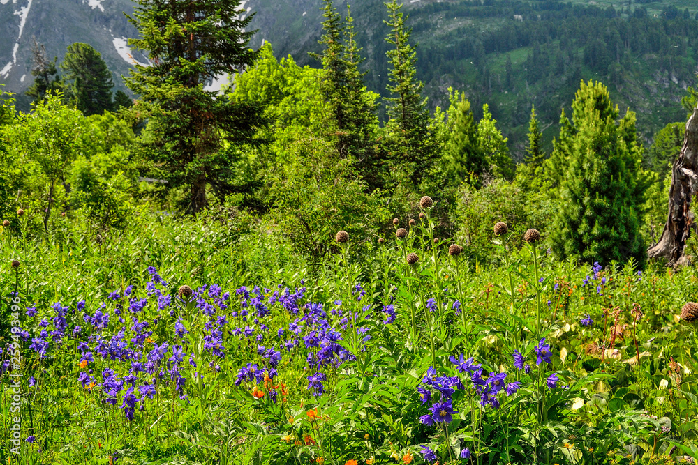 Fototapeta premium Picturesque view of blooming alpine meadow and mountain glaciers