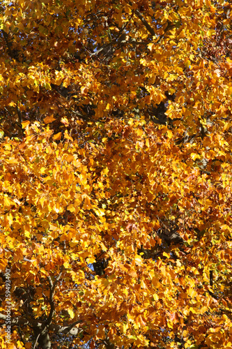 Autumn leaves against a clear blue sky