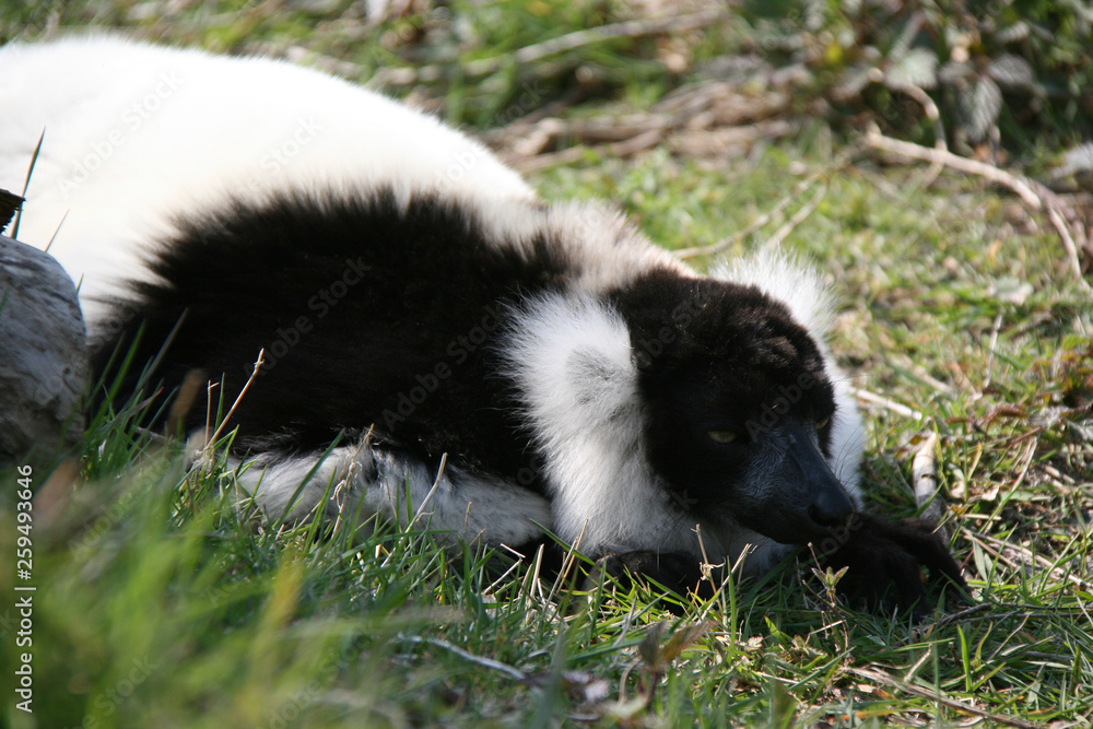 black-and-white ruffed lemur black-and-white ruffed lemur
