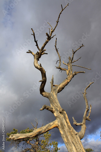 Dead tree against an angry looking sky in Bryce Canyon USA