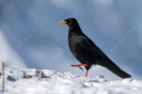 Alpine Chough (Pyrrhocorax graculus) walks in the snow, Austria, Europe photo