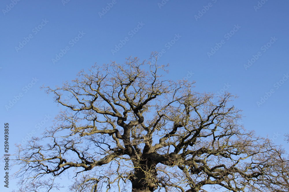 Fototapeta premium Dead looking tree against a clear blue sky in the winter