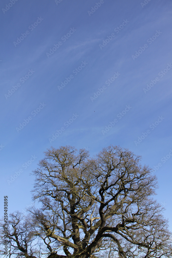 Dead looking tree against a clear blue sky in the winter Dead looking tree against a clear blue sky in the winter