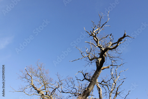 Dead looking tree against a clear blue sky in the winter