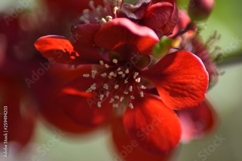 Japanische Zierquitte (Chaenomeles japonica) photo