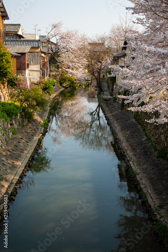 八幡堀の桜の最盛期