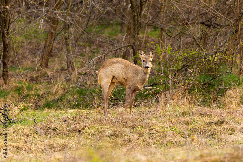 Roe deer (Capreolus capreolus) in an oak forest at the feeding spot Roe deer (Capreolus capreolus) in an oak forest at the feeding spot