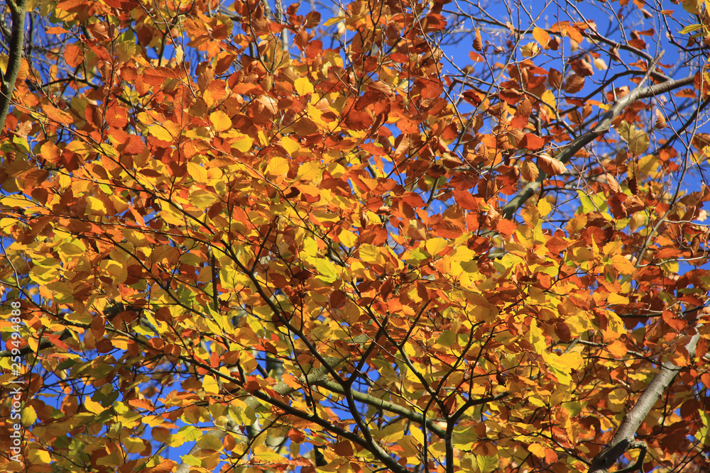 Autumn leaves against a clear blue sky