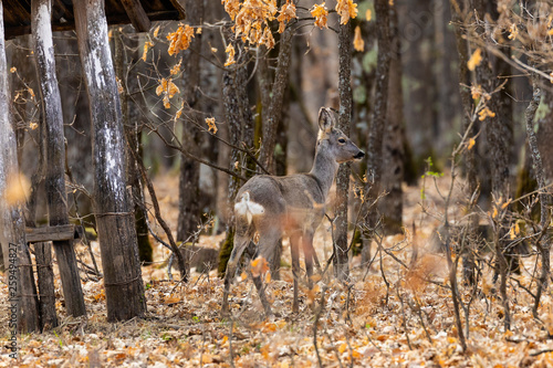 Roe deer (Capreolus capreolus) in an oak forest at the feeding spot © czamfir