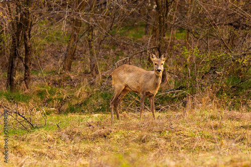 Roe deer (Capreolus capreolus) in an oak forest at the feeding spot © czamfir