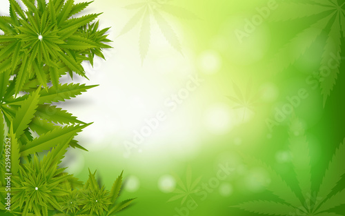Cannabis leaf green  drug marijuana herb Background. natural marijuana Frame Cannabis Green Leaf.