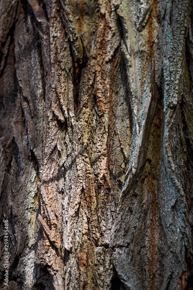 Texture of the bark of an old tree. Texture of the bark of an old tree. Texture of the bark of an old tree. Texture of the bark of an old tree.