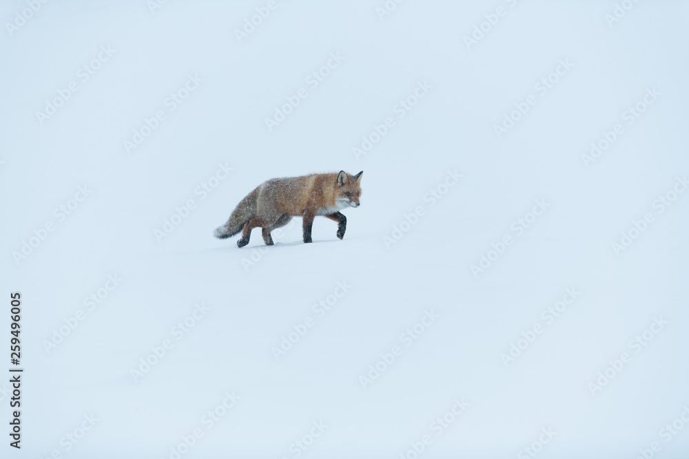 Walking wild fox in Lapland, Sweden, detached by snow in rough icy winter weather conditions, light snowfall Walking wild fox in Lapland, Sweden, detached by snow in rough icy winter weather conditions, light snowfall