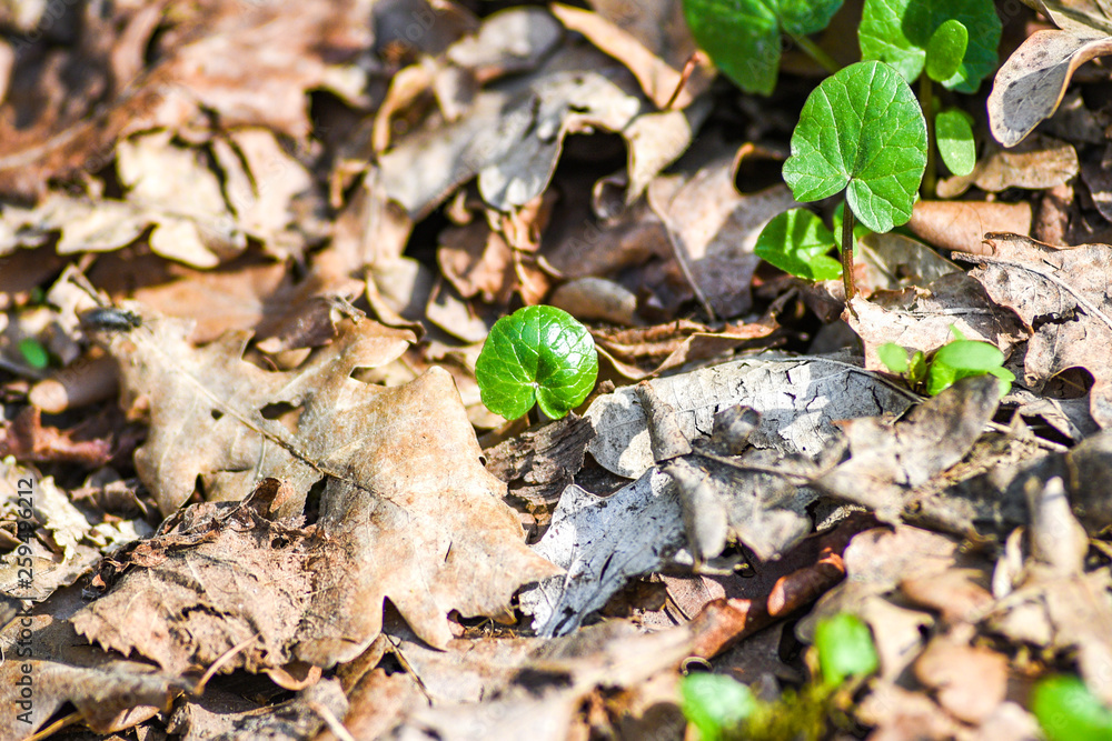 Green spring plants on a background of autumn leaves Green spring plants on a background of autumn leaves