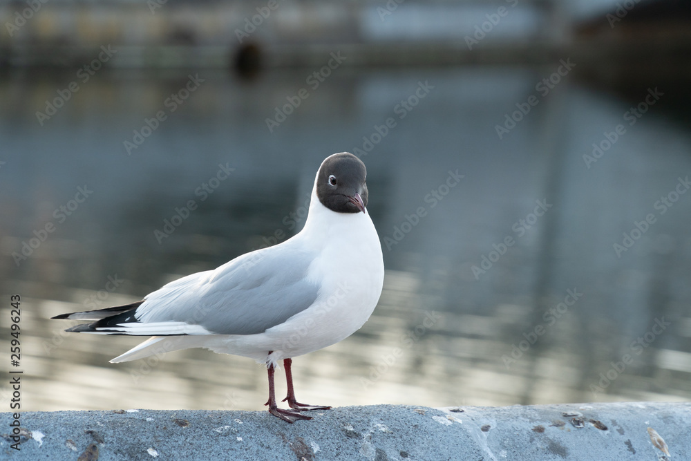 River gull at the river bank in the city River gull at the river bank in the city