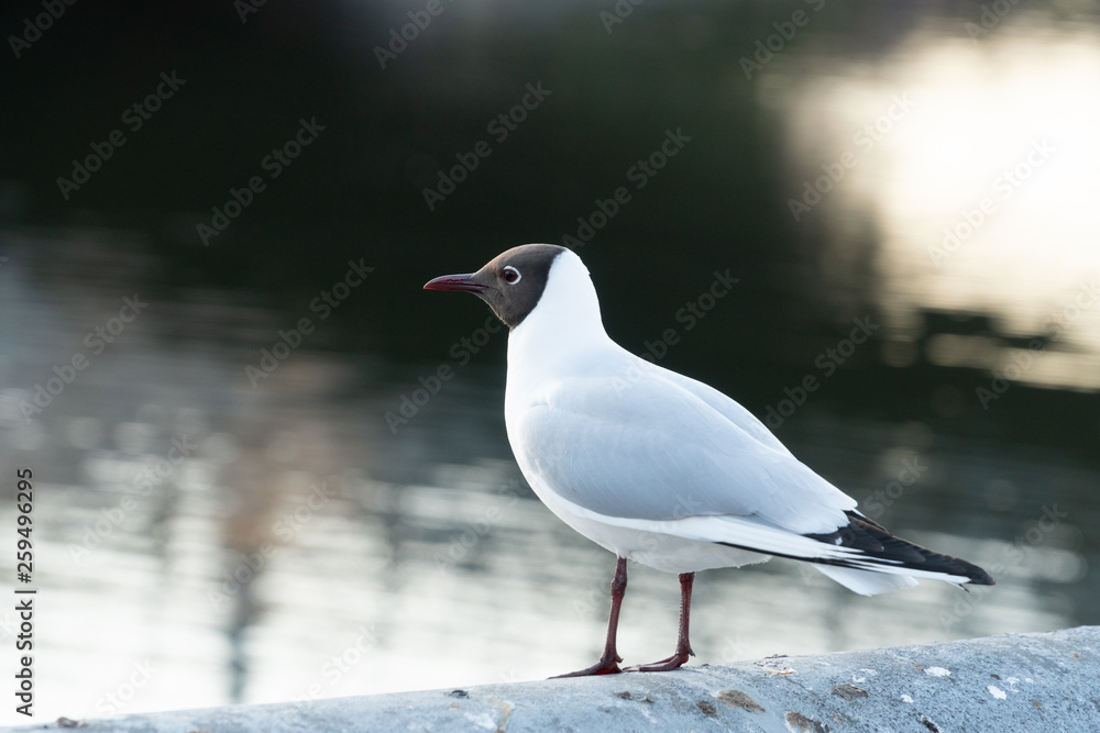 River gull at the river bank in the city River gull at the river bank in the city