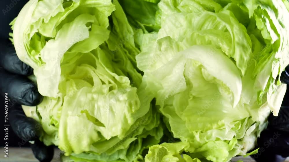 Cook breaks in the hands of iceberg lettuce on a black background Cook breaks in the hands of iceberg lettuce on a black background