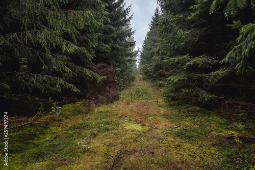 Path in old forest near Ozierany near Kruszyniany, small village in Podlasie region of Poland