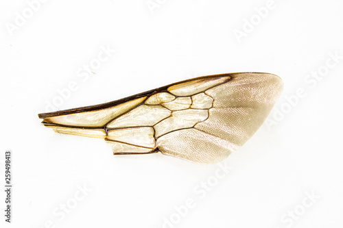 Close Up of A Bee Insect Wing on White Background