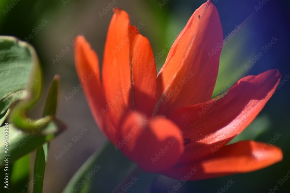 Fototapeta premium Blühende Tulpe (Tulipa)