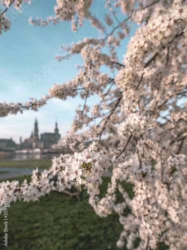 Kirschblüte photo