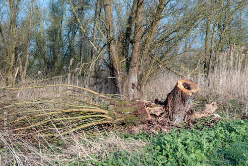 Fully topped old pollard willow tree in a nature reserve