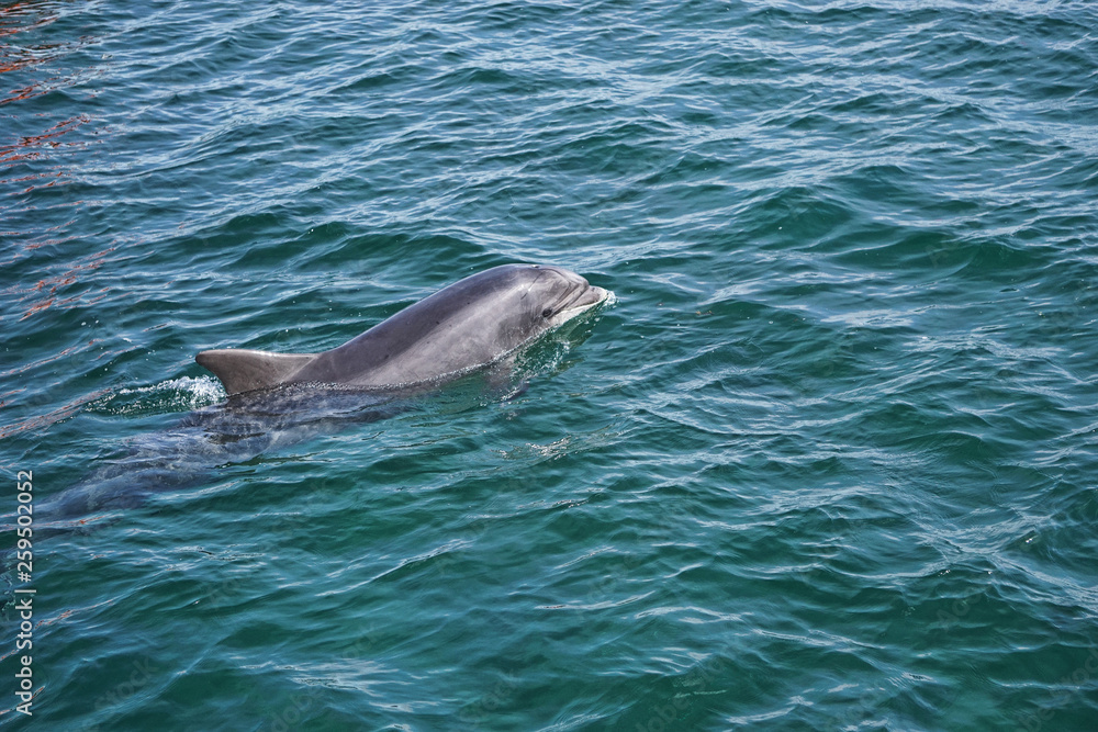 Fototapeta premium Dolphin