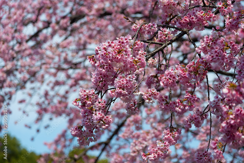 Sakura (Cherry Blossom) blooming with blue sky in spring around Ueno Park in Tokyo , Japan Sakura (Cherry Blossom) blooming with blue sky in spring around Ueno Park in Tokyo , Japan