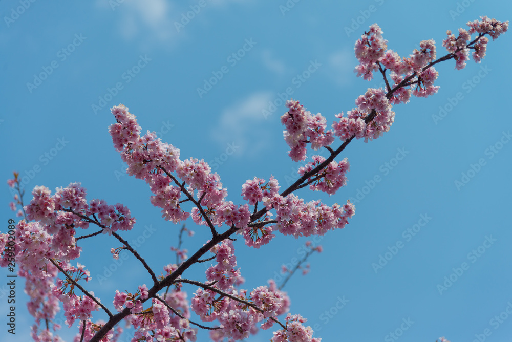 Sakura (Cherry Blossom) blooming with blue sky in spring around Ueno Park in Tokyo , Japan Sakura (Cherry Blossom) blooming with blue sky in spring around Ueno Park in Tokyo , Japan