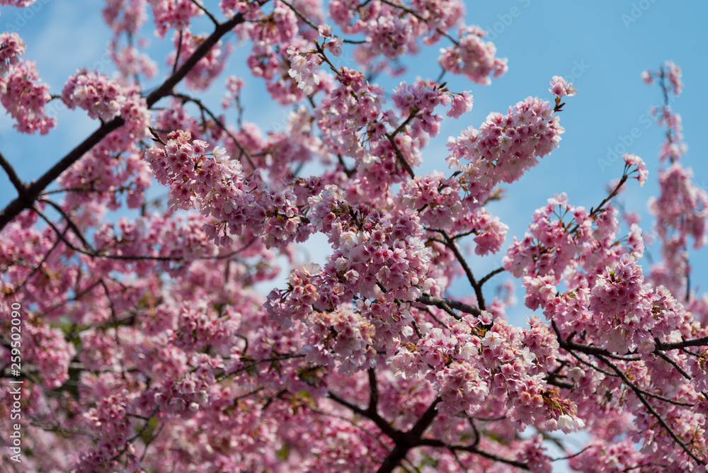 Sakura (Cherry Blossom)  blooming with blue sky in spring around Ueno Park in Tokyo , Japan