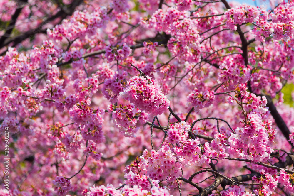 Sakura (Cherry Blossom) blooming with blue sky in spring around Ueno Park in Tokyo , Japan Sakura (Cherry Blossom) blooming with blue sky in spring around Ueno Park in Tokyo , Japan