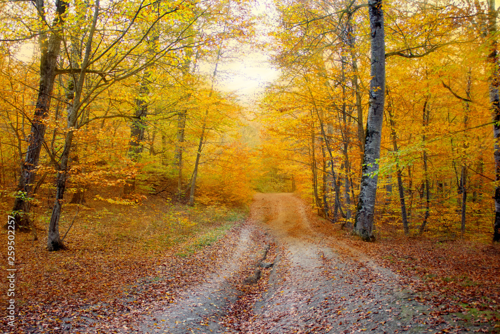 beautiful autumn in the forest