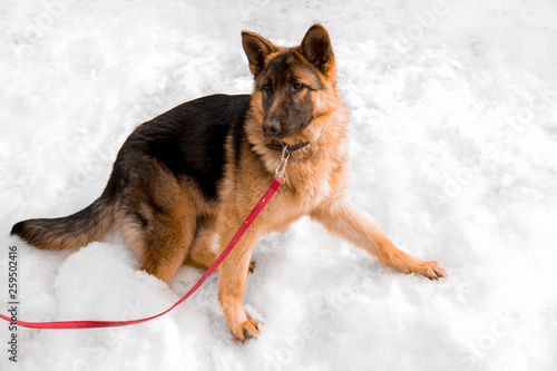 beautiful young dog shepherd stands in the snow © dvulikaia