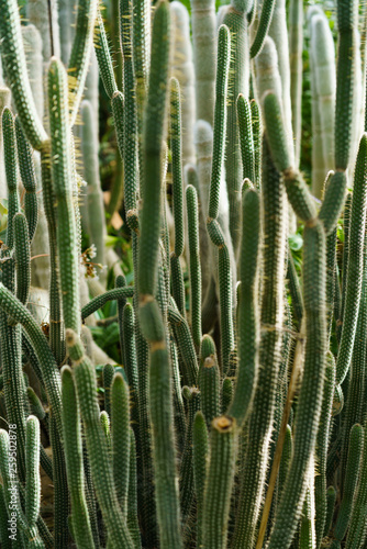 long cactus. green plant background