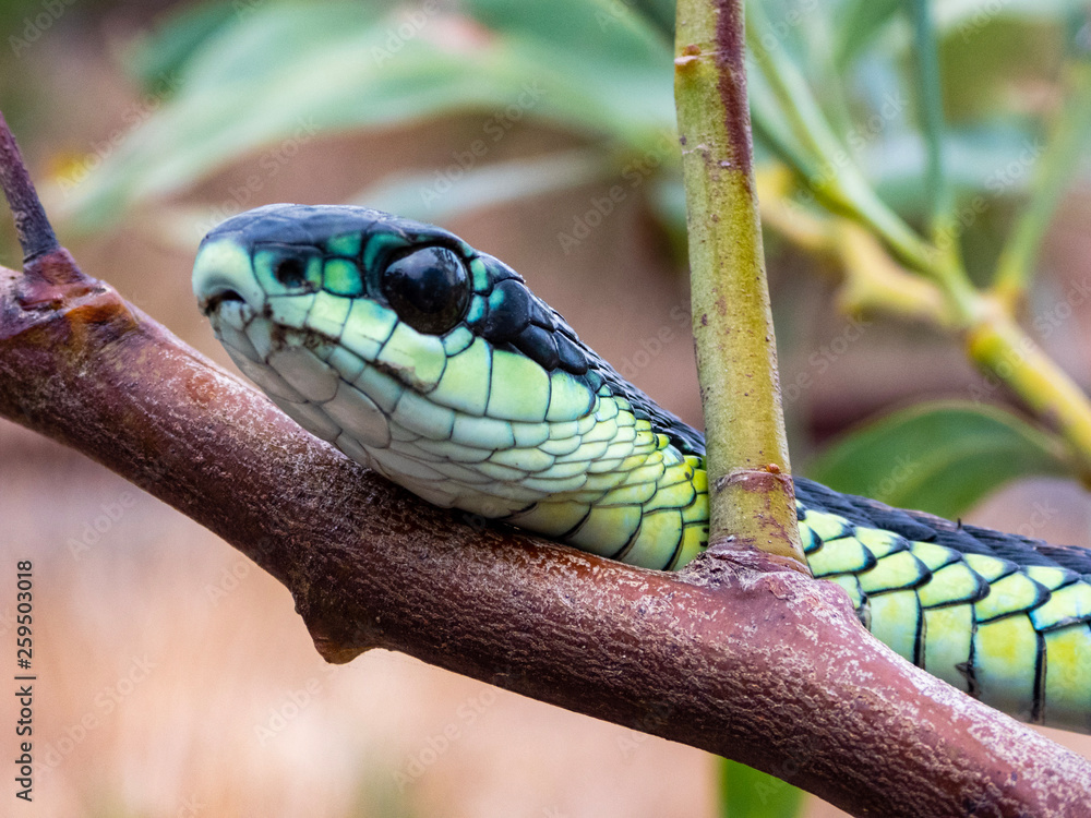 Snake boomslang Extremely Venomous
