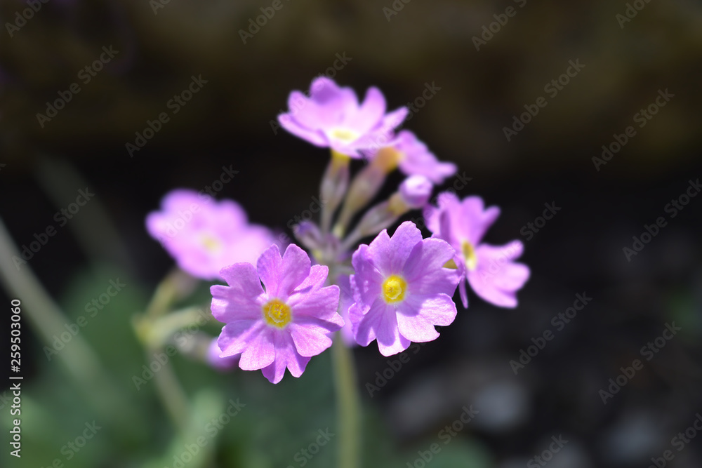 Long-flowered primrose Long-flowered primrose