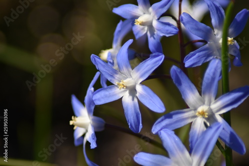 Sternhyazinthen (Chionodoxa)