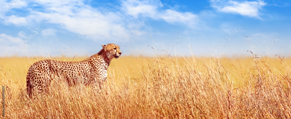 Fototapeta Cheetah in the African savannah. Africa, Tanzania, Serengeti National Park. Banner design.